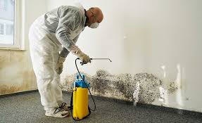 Best Mold Odor Removal Services  in Jacksboro, TN